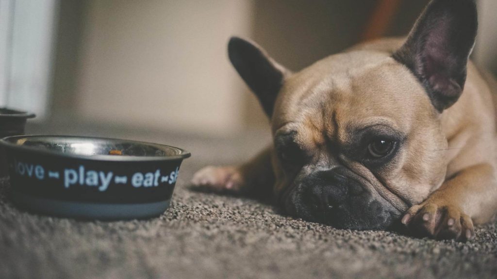 puppy laying next to bowl