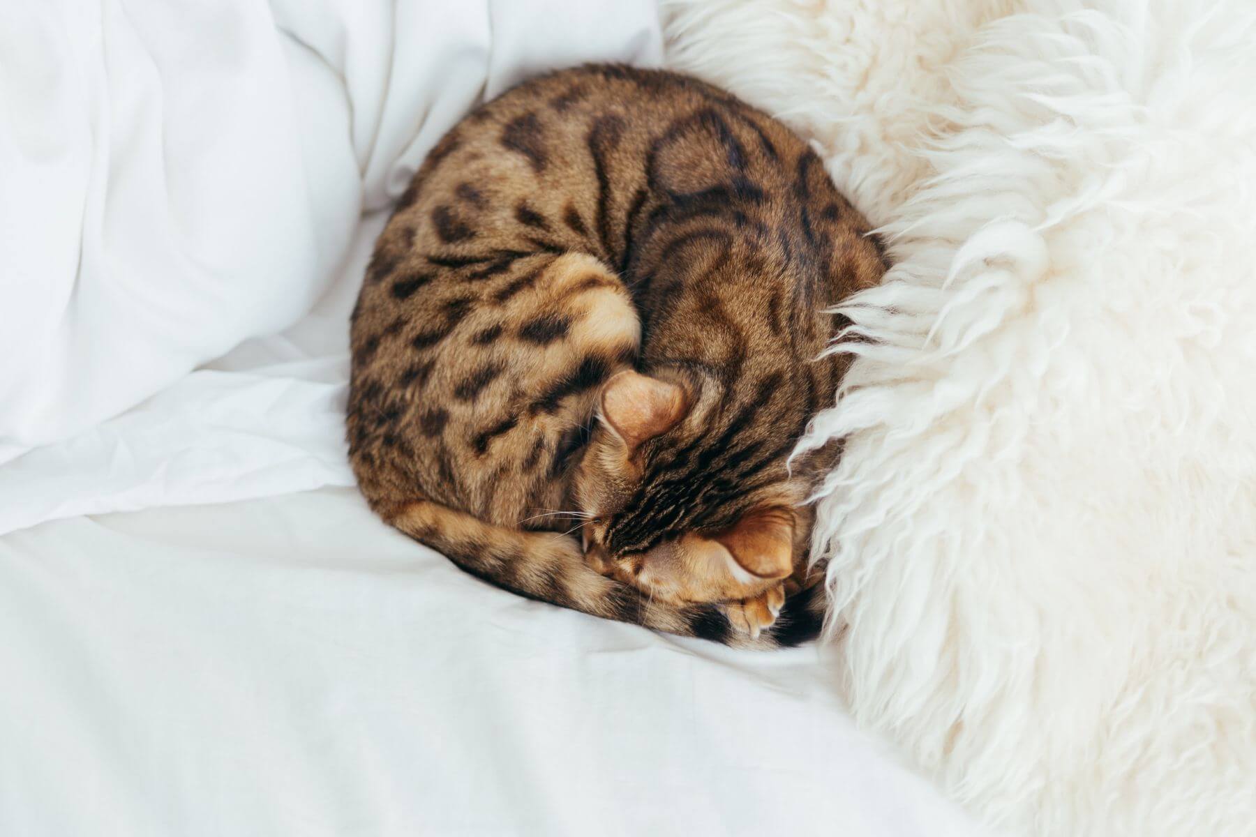 Emergency Pet Care In Kennebunk, ME Kennebunk Veterinary Hospital