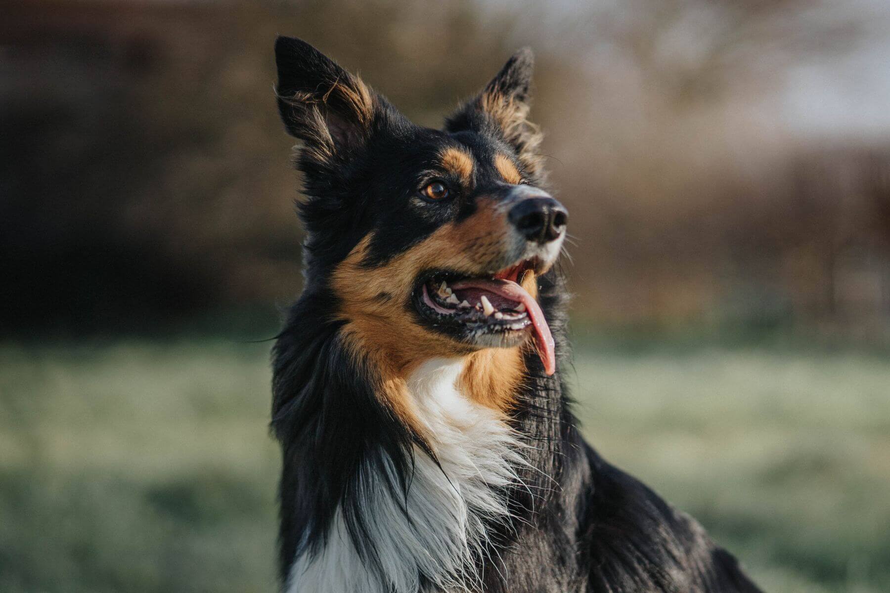 Patient History Questionnaire Form Kennebunk Veterinary Hospital