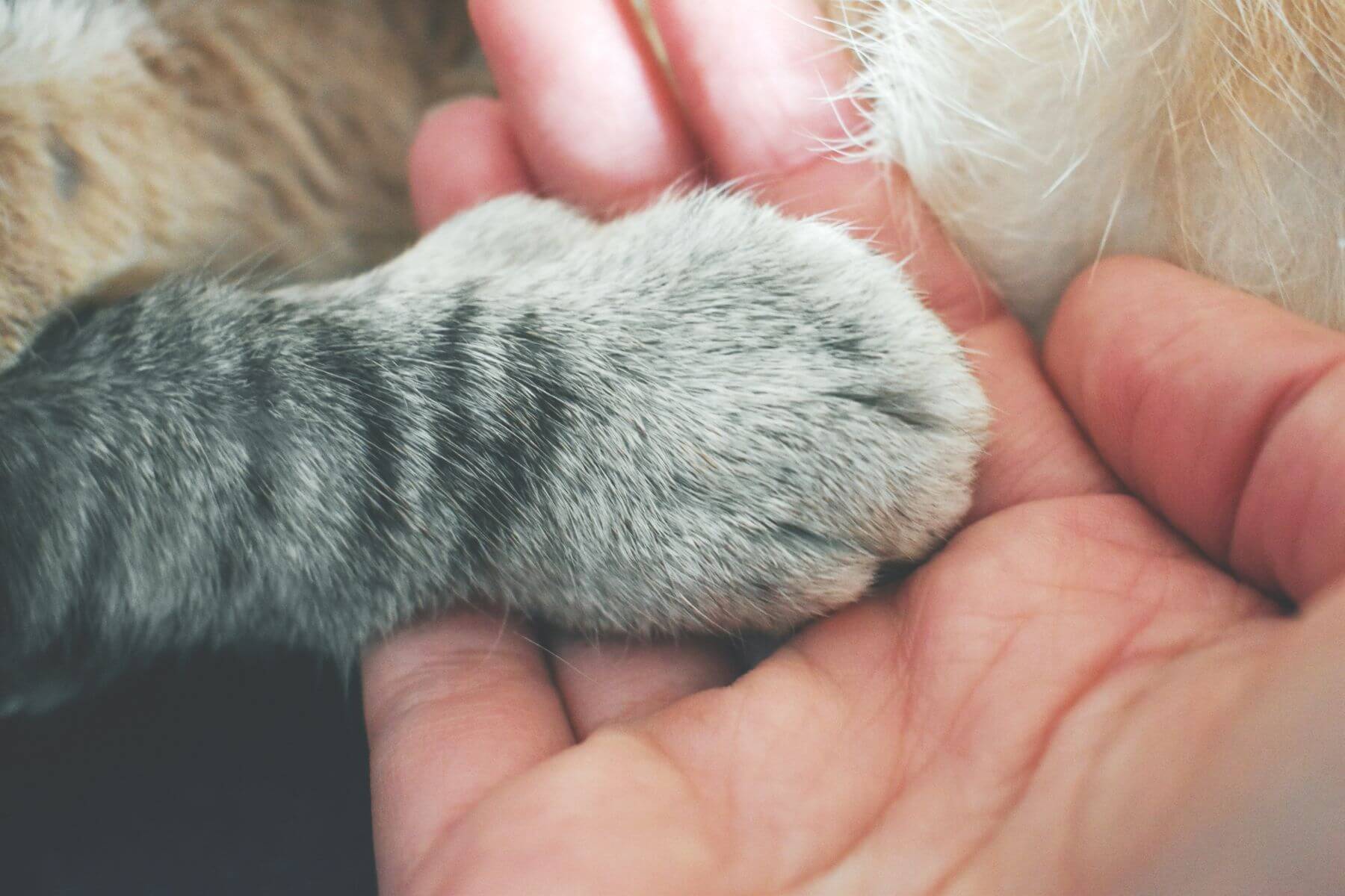 cat paw on hand