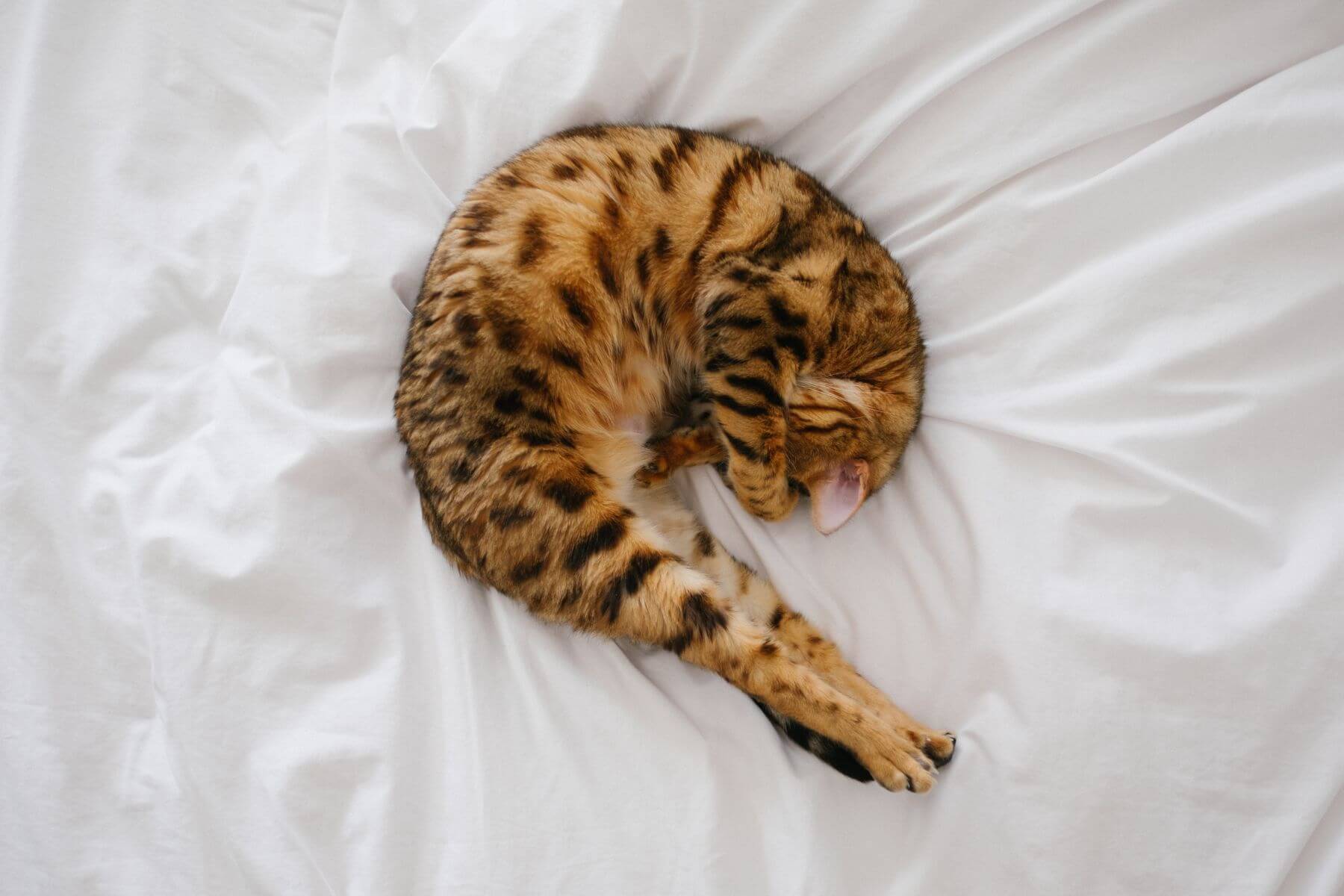 cat curled on bed