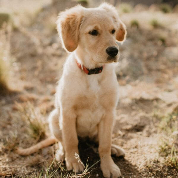 puppy sitting on dirt