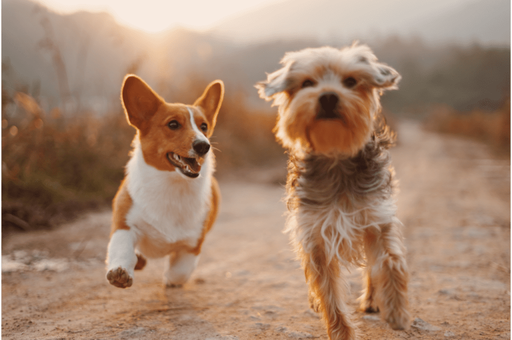 two dogs running on dirt