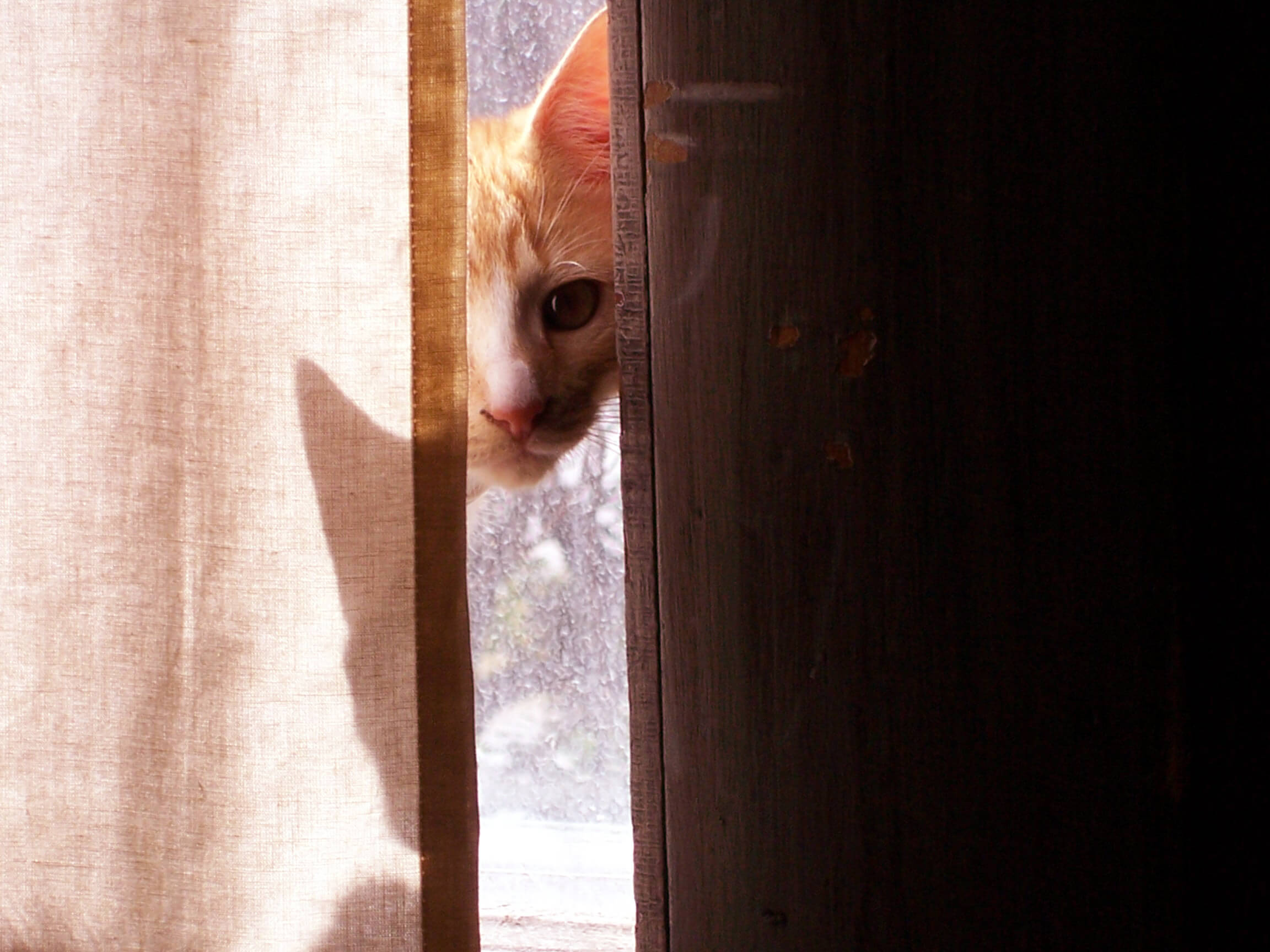 cat behind curtains
