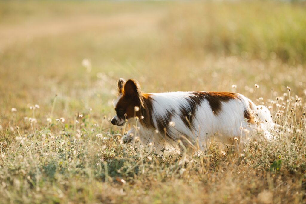 Small brown and white dog walking through a field