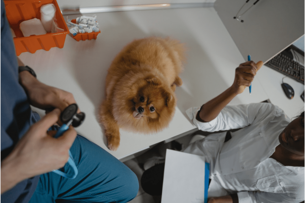 Pomeranian sitting between a veterinarian and vet tech.