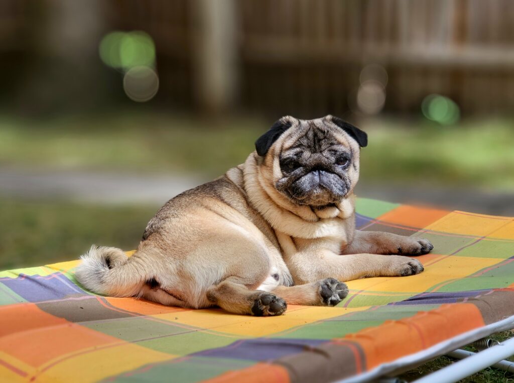 Pug laying on a colorful blanket