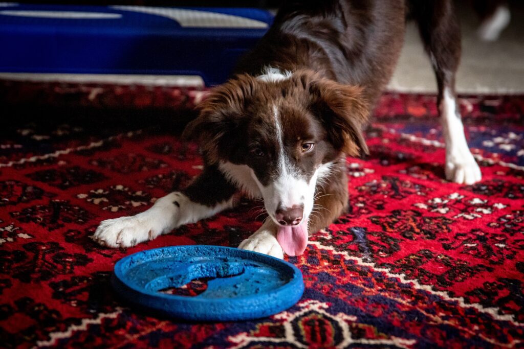 Border Collie playing with blue frisbee