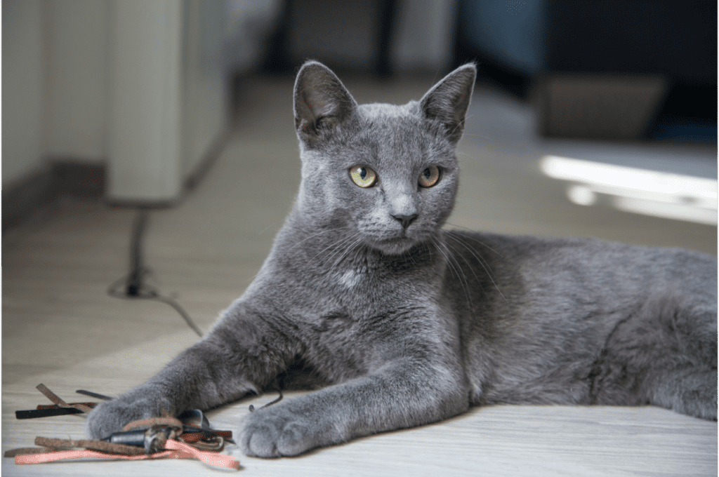 Grey cat laying on the floor with paw over a toy.