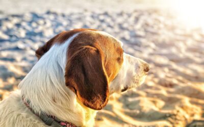 Protect Your Pet from Heatstroke: 5 Essential Tips