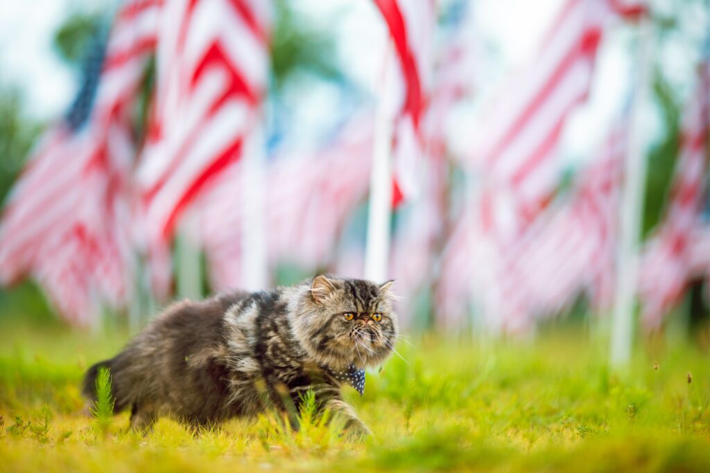 Grey cat with American flag bandana walking through grassy field with American flags