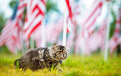 Keep Your Furry Friends Safe: Essential 4th of July Pet Safety Tips