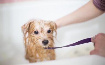 Selecting the Best Shampoo for Your Dog’s Coat