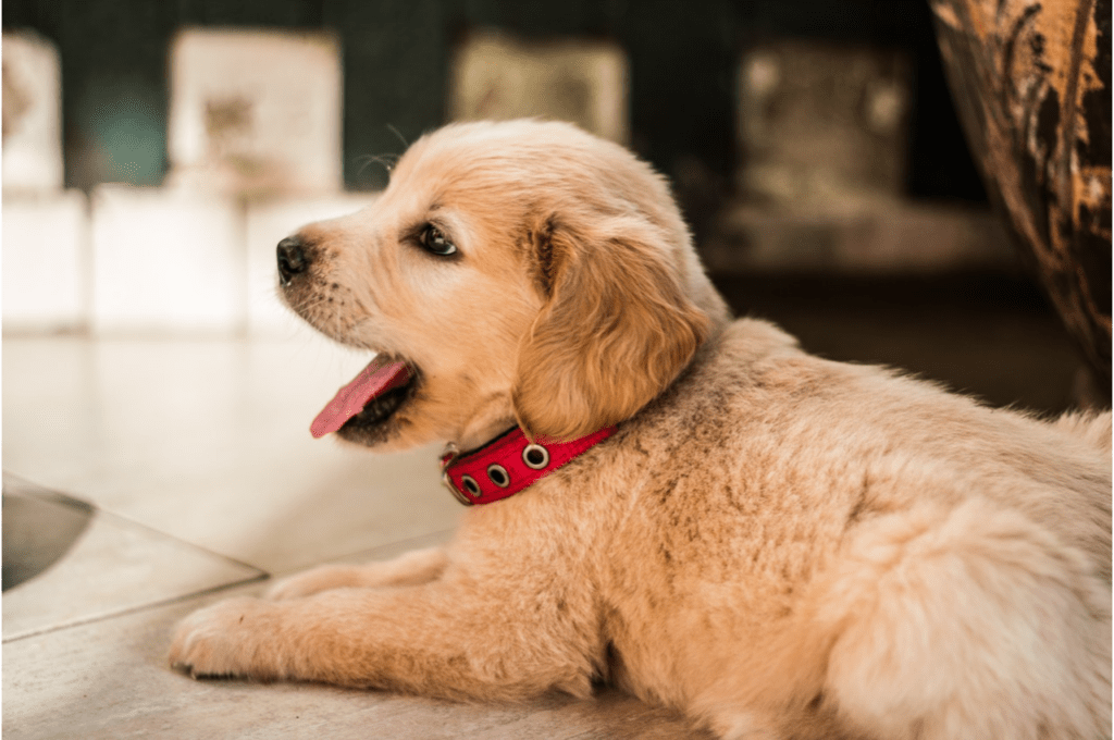 Golden retriever puppy yawning