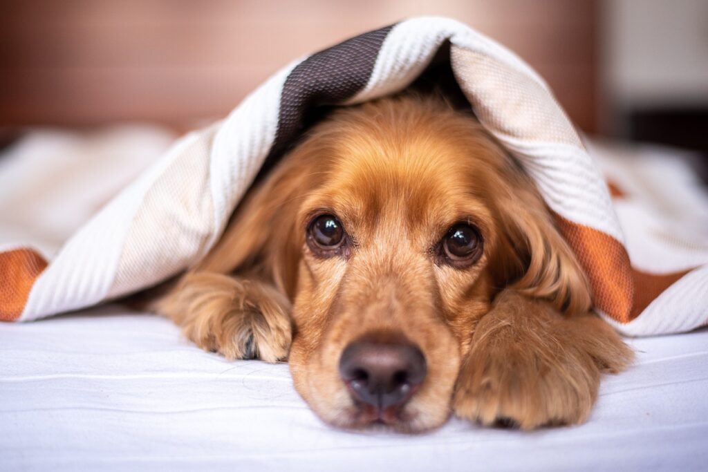 Spaniel in bed under blanket