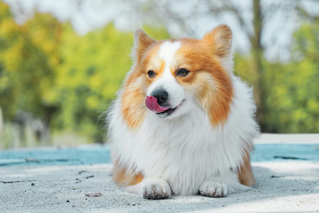 Fluffy tan and white Corgi laying down licking lips