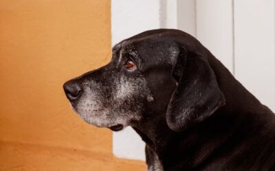 Senior Pet Emergencies: Know the Warning Signs