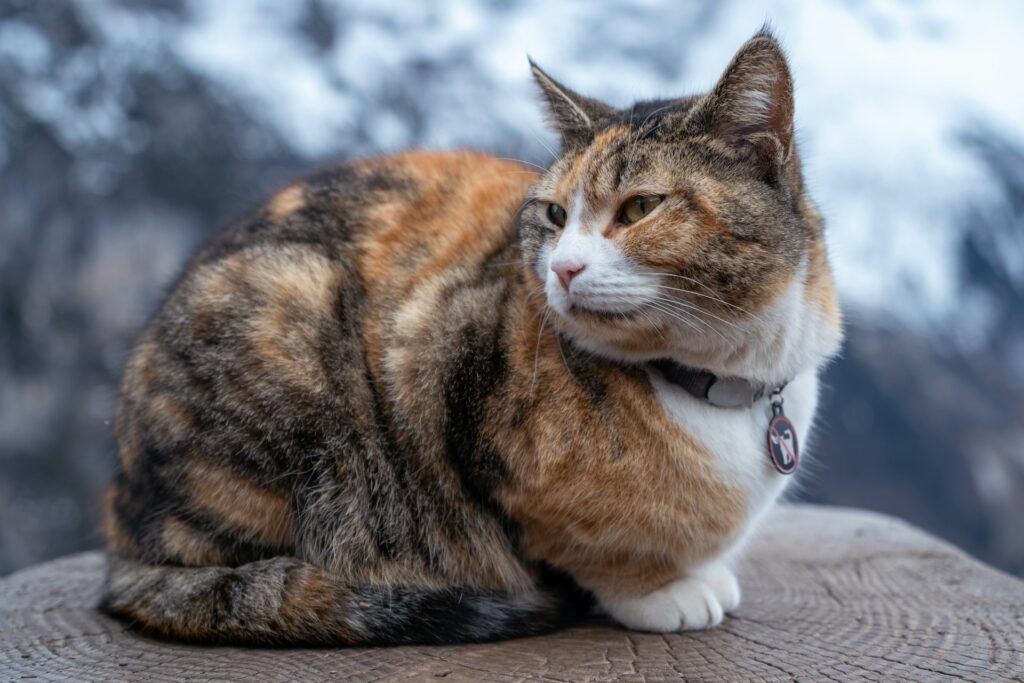 Brown and orange cat sitting on a perch