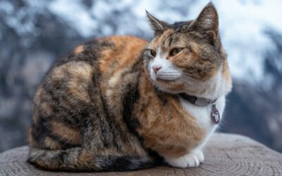 Winter Comfort and Safety for Older Pets