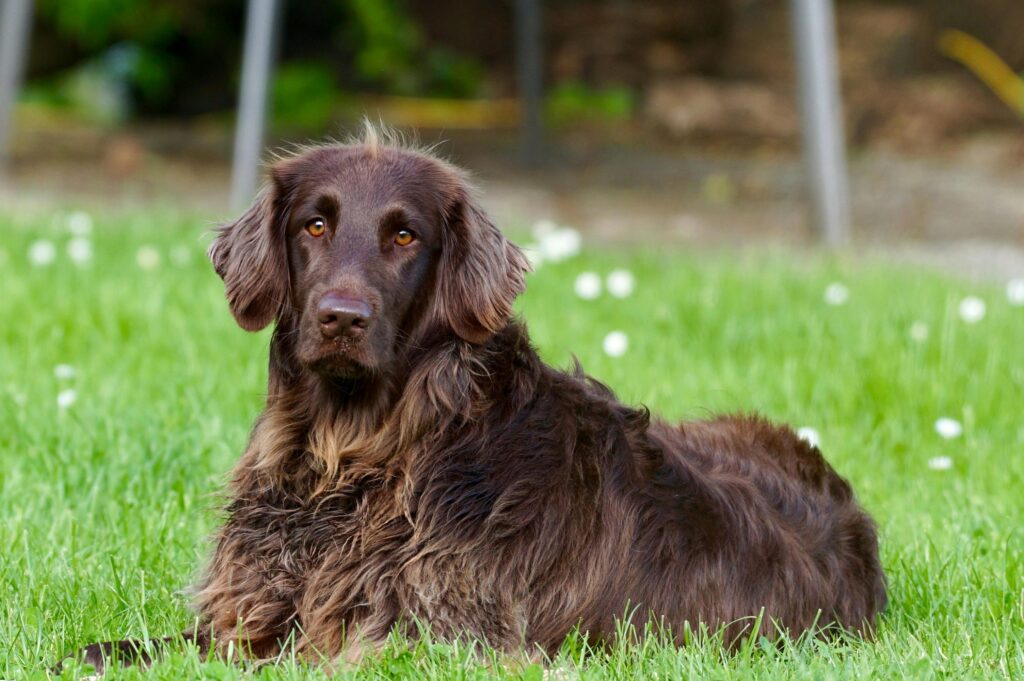 A long-haired brown dog with golden eyes lying on a green lawn, surrounded by small white flowers, looking alert and calm