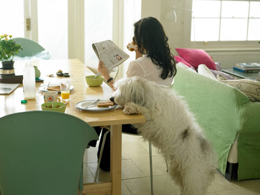 A shaggy white dog standing on its hind legs, reaching for food on a dining table, as a woman reads a newspaper nearby