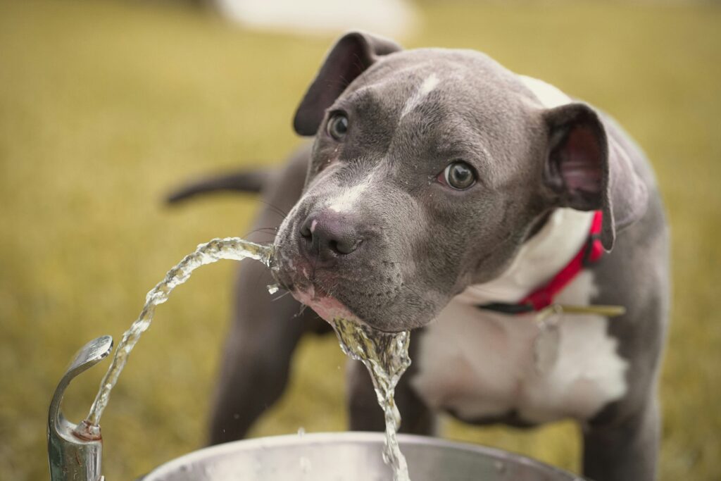 A gray and white puppy drinks from a water fountain stream outdoors