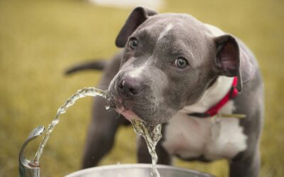 How to Keep Your Pets Hydrated and Healthy in July