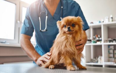 Beyond Vaccines: Why Routine Lab Testing Is Essential for Your Pet